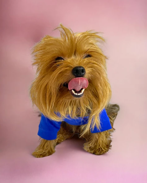 Navy Bee Oval Yaka Tişört Köpek Kıyafeti Köpek Elbisesi - 6