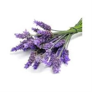 Saksılı Lavanta Fidanı 3 Adet 30-40 cm (Lavandula intermedia) ürün görseli