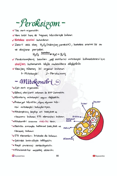 Yağmur Hoca ile TYT Biyosentez Biyoloji Not Defteri Tamamı El Yazılı - 2