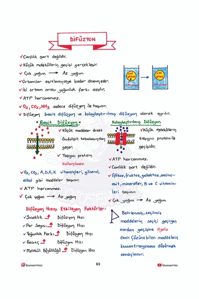 Yağmur Hoca ile TYT Biyosentez Biyoloji Not Defteri Tamamı El Yazılı - 3