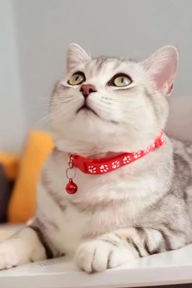 Pati Desen Kedi ve Köpek Boyun Tasması - Kırmızı - 2