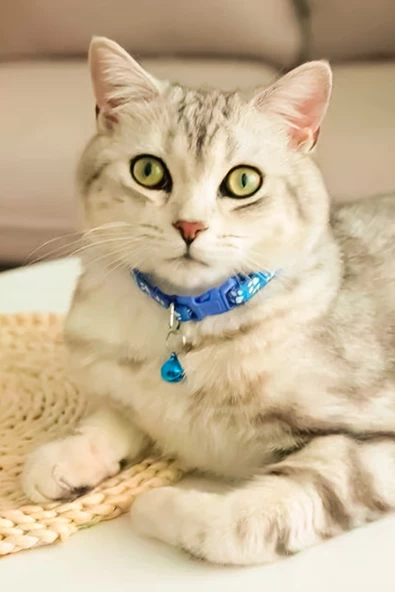 Pati Desen Kedi ve Köpek Boyun Tasması - Mavi - 2