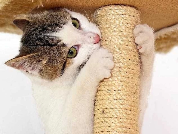 Jütburada Kedi Tırmalama İpi 6 mm 10 Metre Jüt Halat - 4
