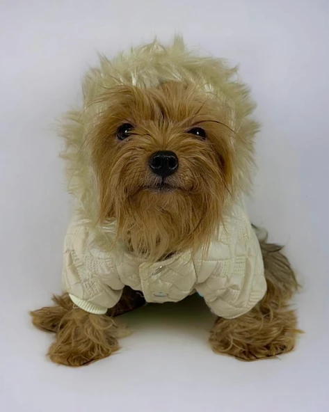 Cream Comfy Köpek Montu, Köpek Ceketi, Köpek Dış Giyim - Resim 9