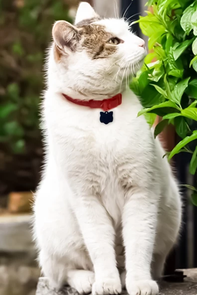 Kedi Künyesi Kedi Figürlü - 6