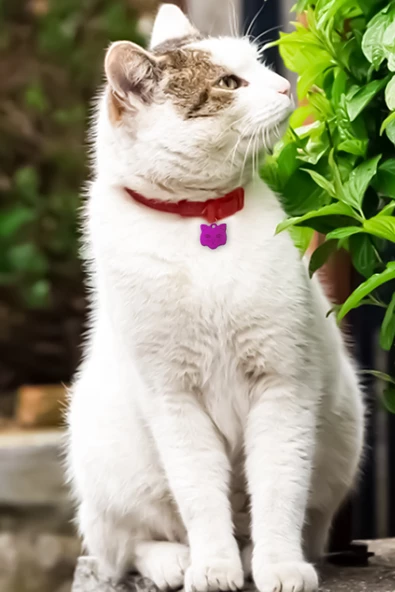 Kedi Künyesi Kedi Figürlü - 7