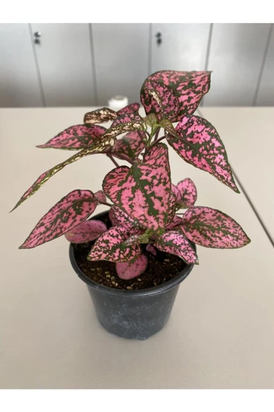 Hypoestes Rose Hostes Çiçeği Alacalı Pembe 10-20 Cm