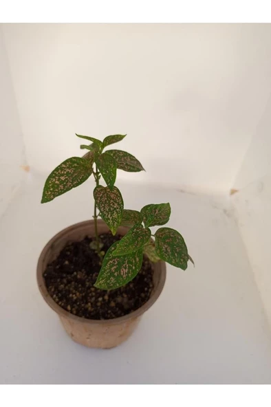 Fittonia Hostes Çiçeği Yeşil Yaprak Pembe Benek 10-20 Cm