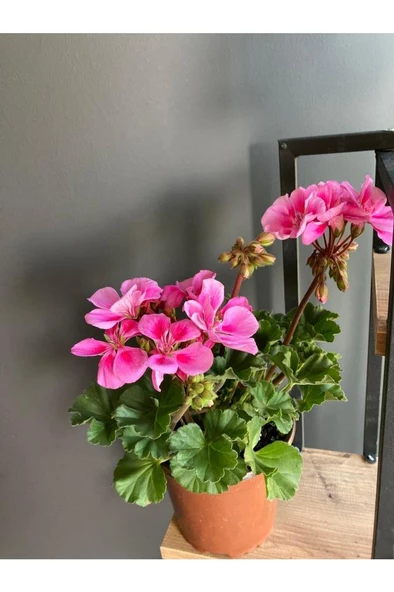 Saksılı Sardunya Pembe Alacalı Fuşya 10-20 Cm ürün görseli