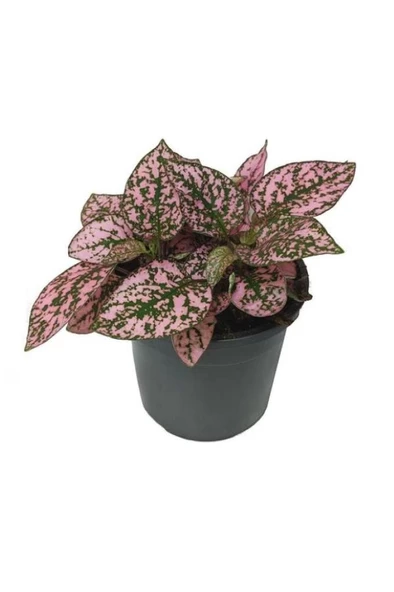 Hypoestes Hostes Çiçeği Pembe Benek 10-20 Cm