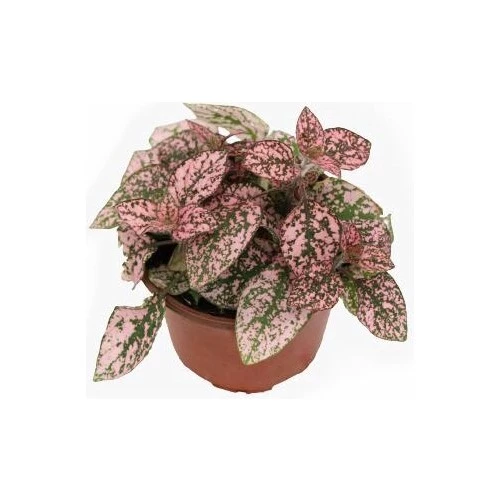 Pembe Çilli Yaprak Çiçeği Hostes Çiçeği Hipoestes Phyllostachya 10-20 Cm