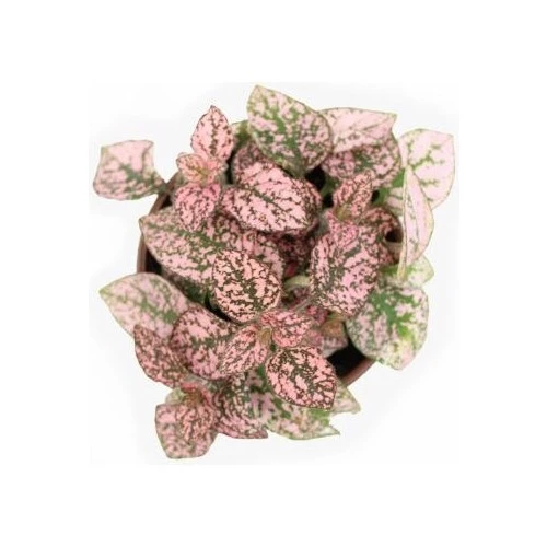 Pembe Çilli Yaprak Çiçeği Hostes Çiçeği Hipoestes Phyllostachya 10-20 Cm - Resim 3