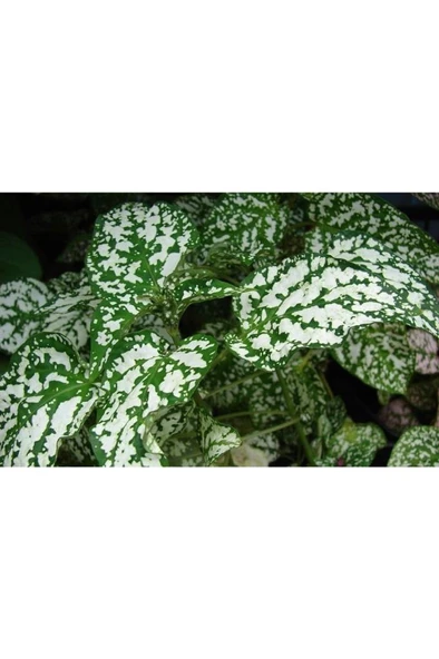 Hostes Çiçeği Hypoestes Phyllostachya Beyaz Benek 10-20 Cm - Resim 2