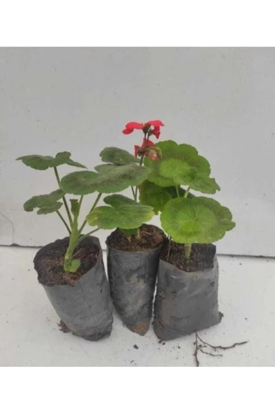 Kırmızı Sardunya Çiçeği 3 Adet 10-20 Cm ürün görseli