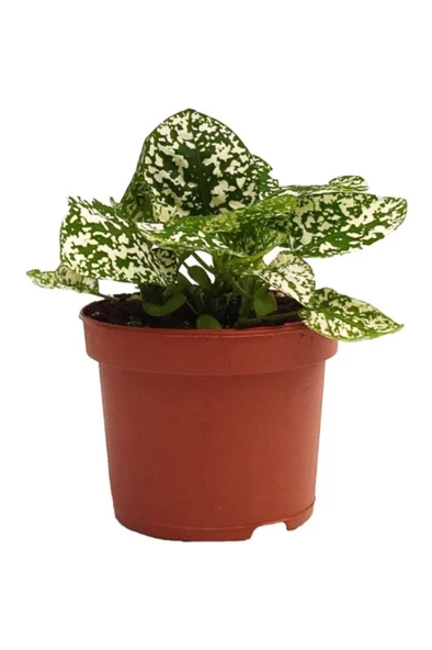 Hypoestes Hostes Çiçeği Çilli Beyaz 10-20 Cm