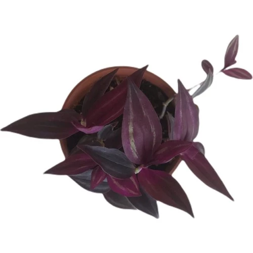 Mor Telgraf Çiçeği-Tradescantia Küçük Boy - Resim 2