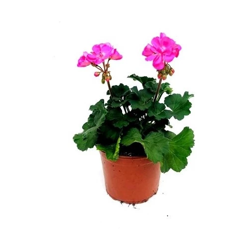 Pink Sardunya Pembe 10-20 Cm