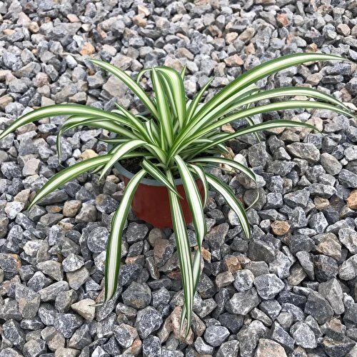 Kurdela Çiçeği 10-20 Cm - Resim 2