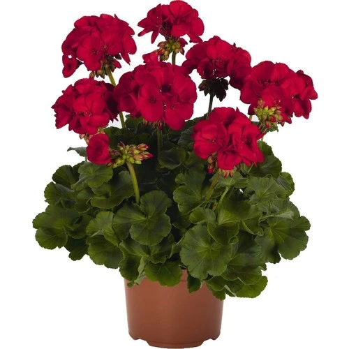 Koyu Kırmızı Sardunya Çiçeği Fidanı 10-20 Cm ürün görseli