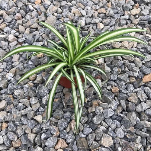 Kurdela Çiçeği 10-20 Cm ürün görseli