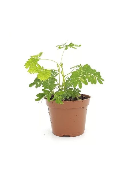 Mimosa Pudica Küstüm Çiçeği 10-20 cm