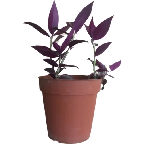 Mor Telgraf Çiçeği-Tradescantia Küçük Boy