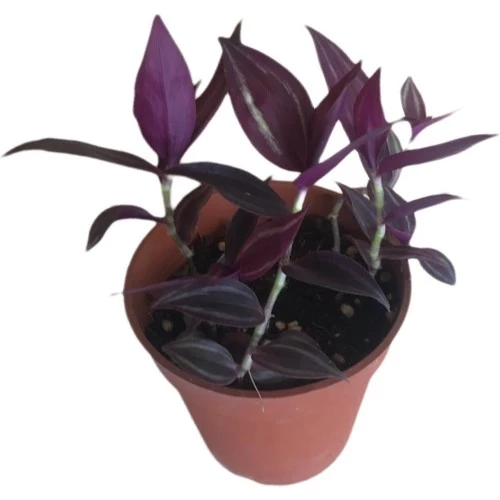 Mor Telgraf Çiçeği-Tradescantia Küçük Boy - Resim 3