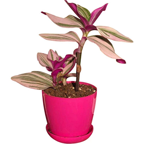 Tradescantia Zebrina Telgraf Çiçeği 10-20 Cm - 2