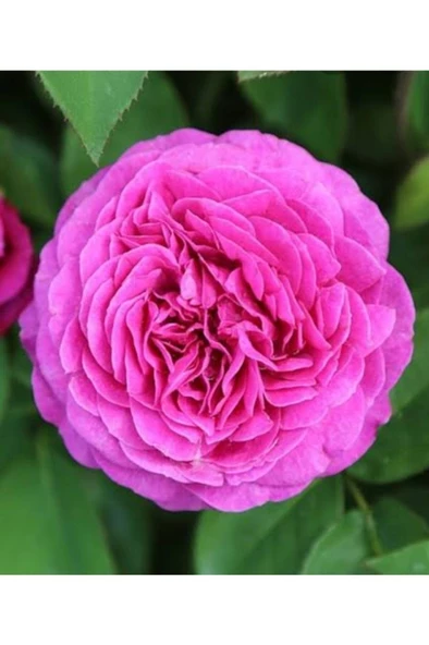 Ispartadan Pembe Gül Fidanı 10-30 Cm - Resim 3