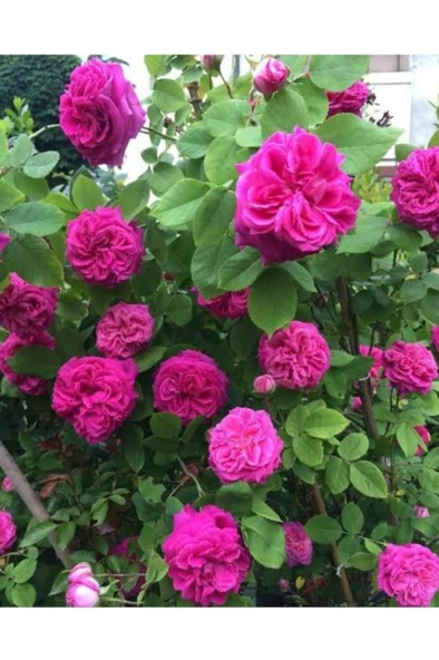 Ispartadan Pembe Gül Fidanı 10-30 Cm ürün görseli