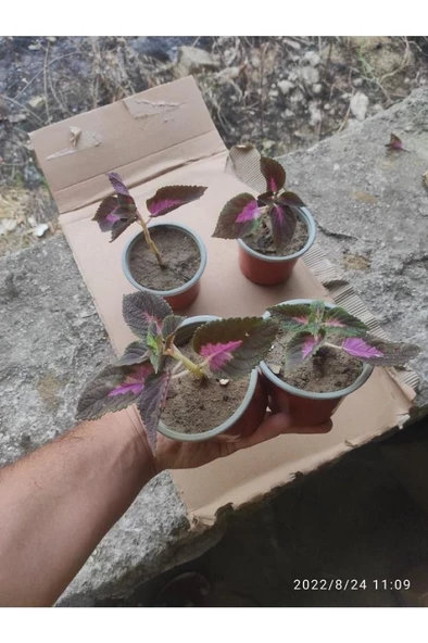 Yaprak Güzeli Çiceği 10-20 Cm
