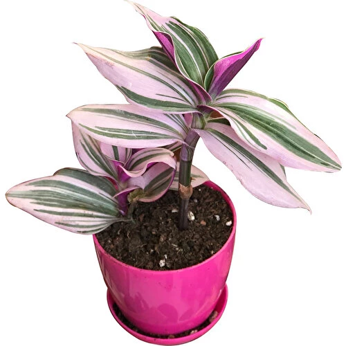 Tradescantia Zebrina Telgraf Çiçeği 10-20 Cm