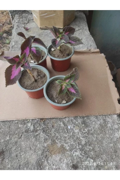 Yaprak Güzeli Çiceği 10-20 Cm - Resim 2