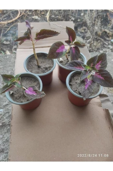 Yaprak Güzeli Çiceği 10-20 Cm - Resim 3