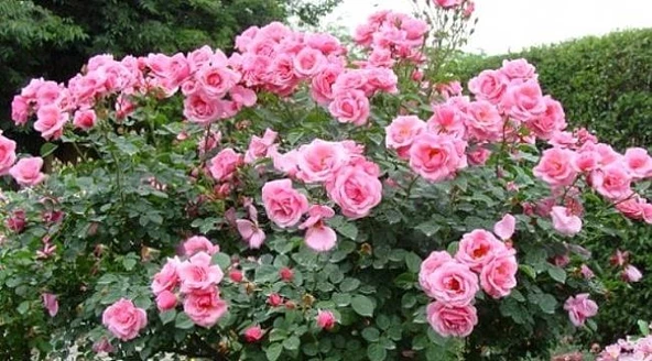 Pembe Yediveren Gül Fidanı Polyanna 1 Adet 15-25 Cm ürün görseli