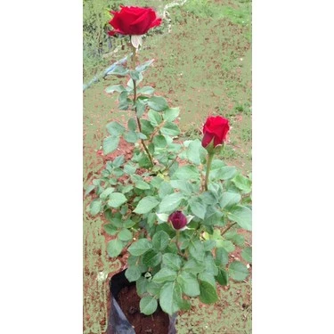 Kırmızı Yediveren Sarmaşık Gül Fidanı 20-40 Cm