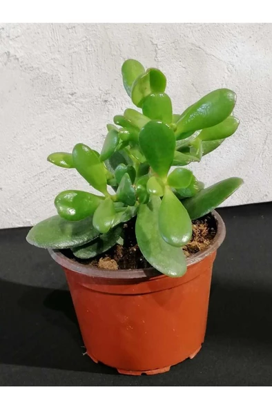 Crassula Para Çiçeği Fidanı Fidesi 10-20 Cm ürün görseli