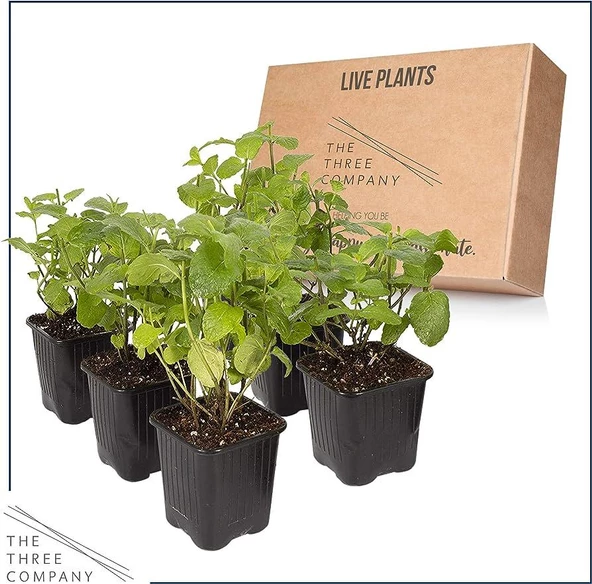 Nane Melisa İkili Set 10-20 Cm - Resim 2