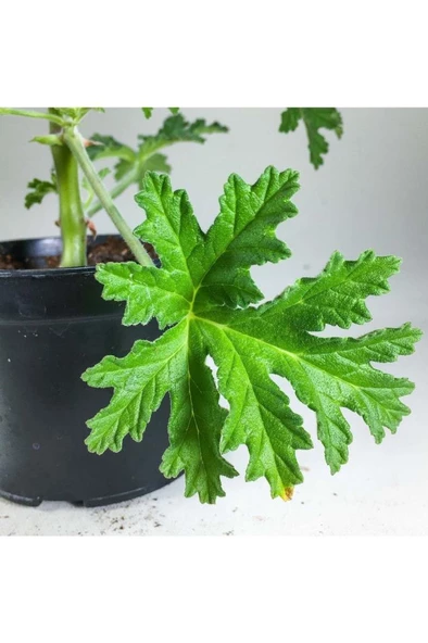 Itır Bitkisi Gül Kokulu Pelargonium Graveolens 10-20 Cm ürün görseli