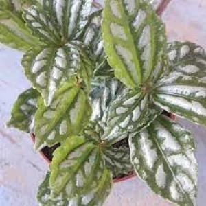 Karyağdı Begonya Gümüş Begonya 1 Adet - Resim 2