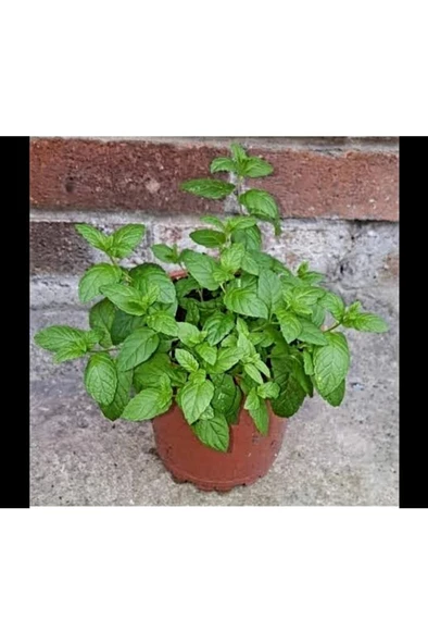 Nane Fidanı Fidesi 1 Adet 10-20 Cm Mentha - Resim 2