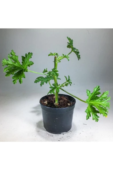 Itır Bitkisi Gül Kokulu Pelargonium Graveolens 10-20 Cm - Resim 2