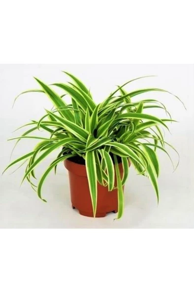 Kurdela Çiçeği Ev Ofis Iç Mekan Bitkisi 10-20 Cm ürün görseli