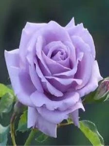 Saksılı Yediveren Lila Gül Fidanı 1 Adet 30-50 Cm Yediveren Lilac Rose ürün görseli