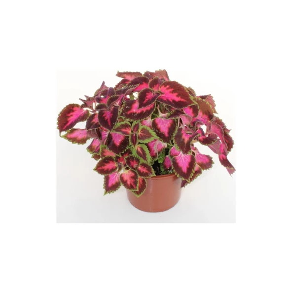 Yaprak Güzeli Coleus10-20 Cm - Resim 2