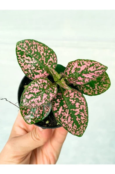 Saksıda Pembe Hypoestes Bitkis Hostes Fittonia Çiçeği ürün görseli