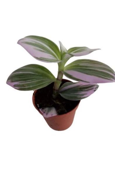 Pembe Yapraklı Tradescantia Nanouk Telgraf Çiçeği 10-20 Cm ürün görseli