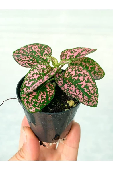 Saksıda Pembe Hypoestes Bitkis Hostes Fittonia Çiçeği - Resim 2