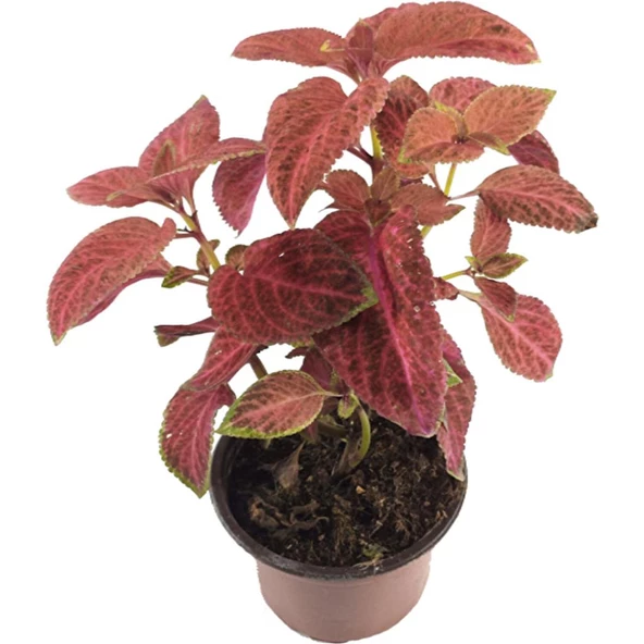 Yaprak Güzeli 10-20 Cm Coleus Kolyos Pembe - 1