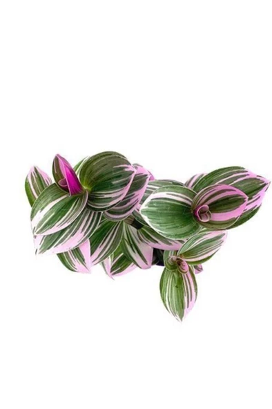 Telgraf Çiçeği Alacalı Yapraklı 10-20 Cm - 2